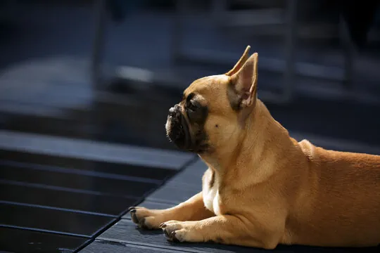 Image montrant le service photographique animaux de compagnie